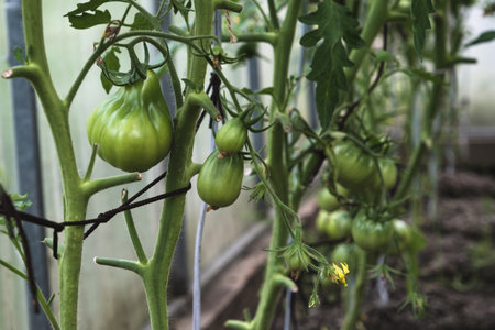 Unripe green tomatoes in a greenhouse close-upの写真素材