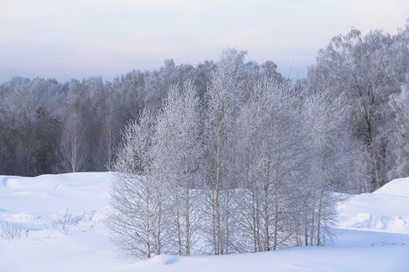 Snowy frosty forest. Beautiful view of snowy trees. Cold winter dayの写真素材