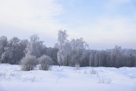 Snowy frosty forest. Beautiful view of snowy trees. Cold winter dayの写真素材