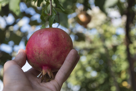Pomegranate in handの写真素材