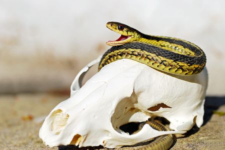 Garter snake resting on a fox skullの写真素材