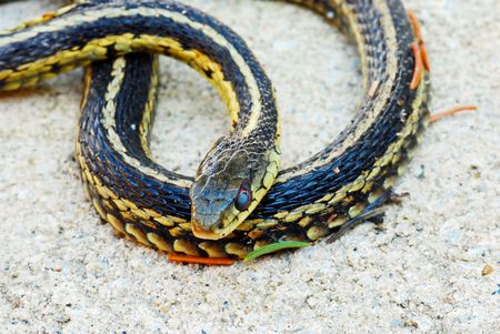Garter snake laying in the sandの写真素材