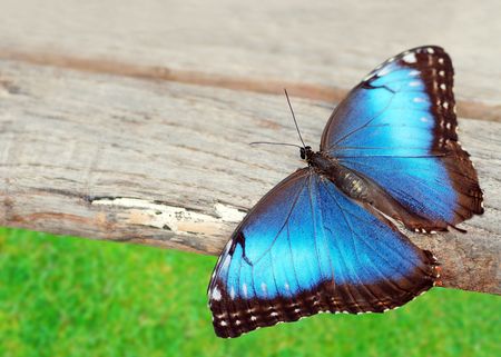 Blue butterfly on wood