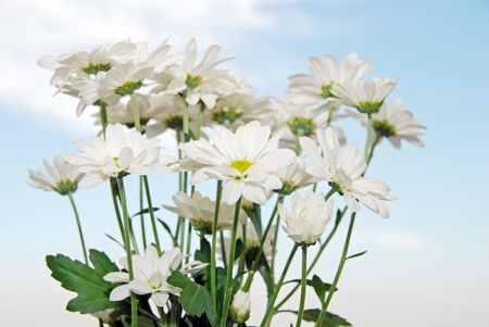   bunch of daisies with a sky backgroundの写真素材