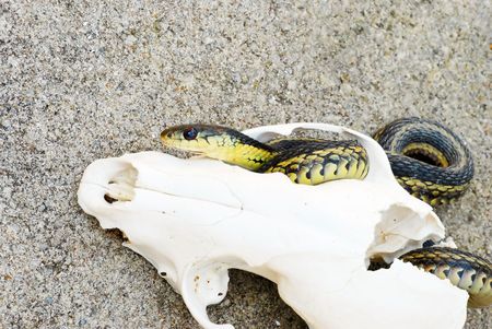 Garter Snake wrapped in a fox skull