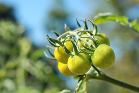 bunch of green tomatoes on the plantの写真素材