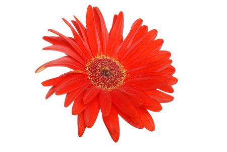Colorful Red Gerbera daisyの写真素材