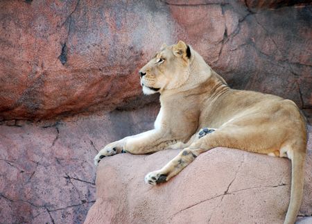 Female Lion on a rock restingの写真素材