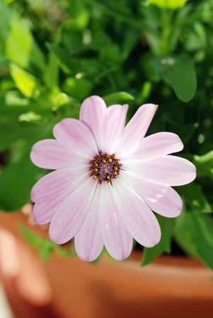 Africian Osteospermum Daisyの写真素材