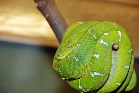 Emerald tree boa snakeの写真素材