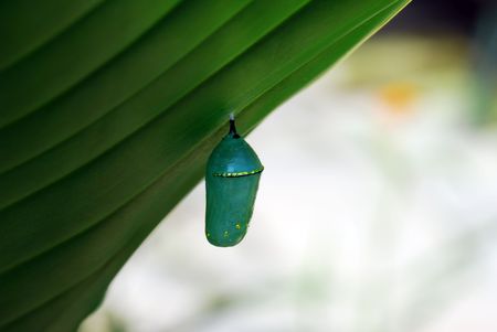   Monarch Cocoonの写真素材