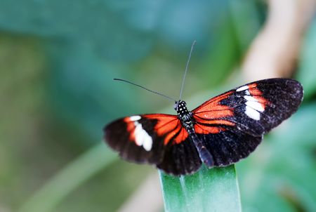  orange and black butterfly on a leafの写真素材