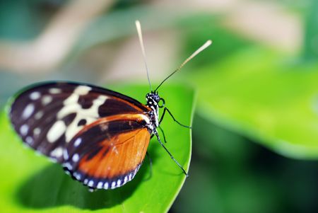 orange black and white butterfly on a leafの写真素材