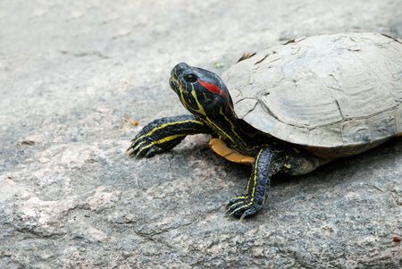 Painted Turtleの写真素材