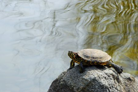 Painted Turtle sunning himself on a rock in a pondの写真素材
