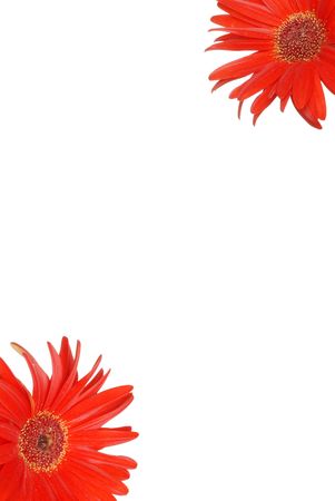 Paper with red Gerbera Daisiesの写真素材