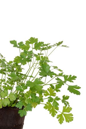 Parsley in a peat potの写真素材