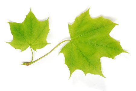 two isolated young maple leavesの写真素材