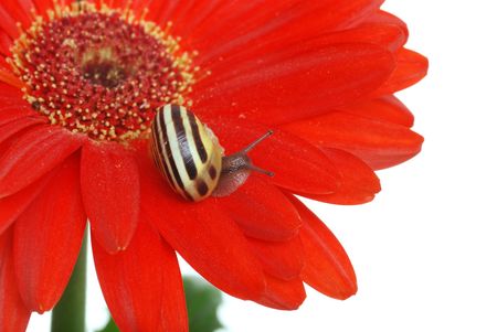 Snail on a red daisyの写真素材