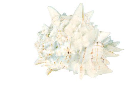   Isolated Spiked sea shell on a white backgroundの写真素材