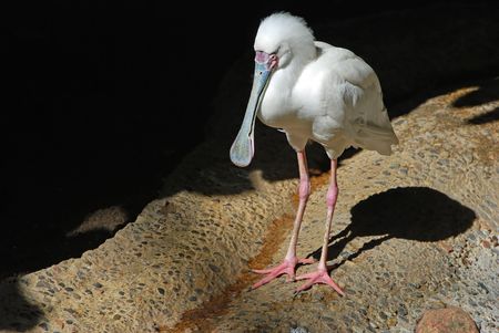Spoonbillの写真素材