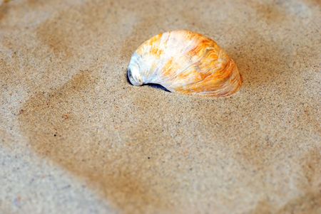Curved shell in the sand