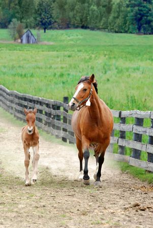 colt and mare runningの写真素材