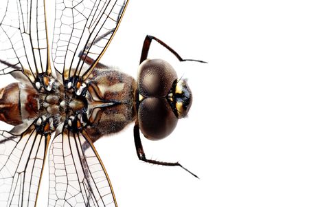 dragon flyの写真素材