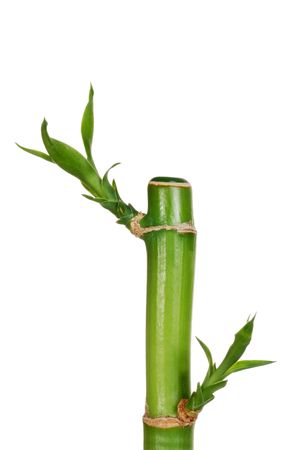 isolated young bambooの写真素材
