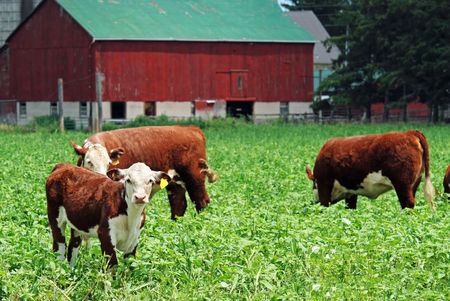 young cows grazingの写真素材