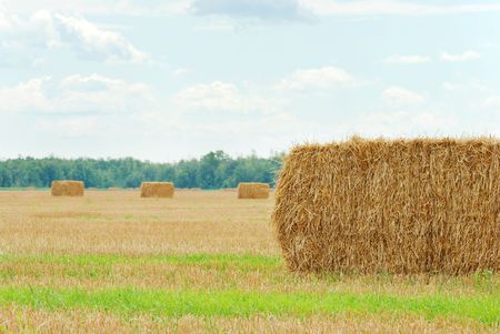 fresh cut straw in a fieldの写真素材