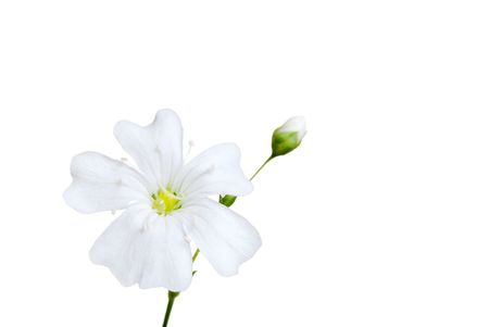 white flower with budの写真素材