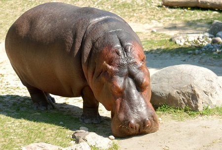 hippopotamusの写真素材