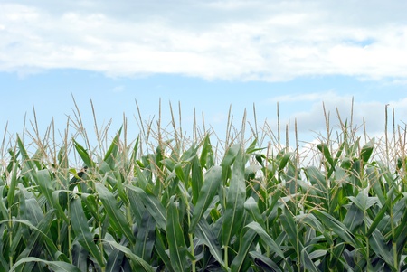 corn field closeupの写真素材