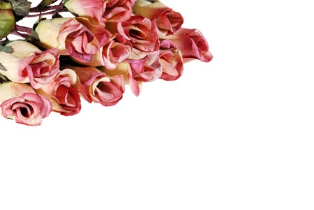 isolated rosesの写真素材