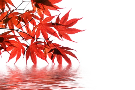 isolated red japanese maple with water reflectionの写真素材