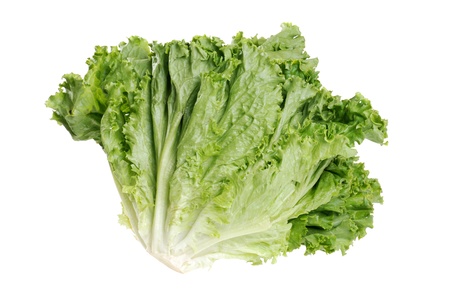 head of roman leaf lettuceの写真素材