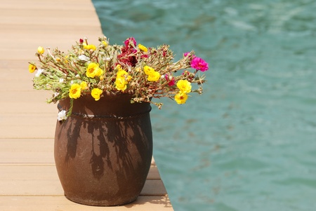 closeup flowers on a dockの写真素材