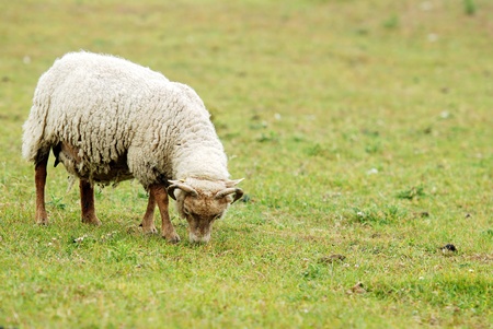 sheep grazingの写真素材