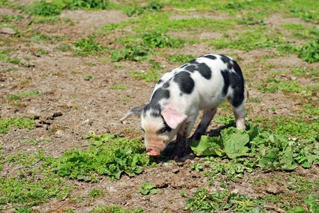 spotted pigの写真素材
