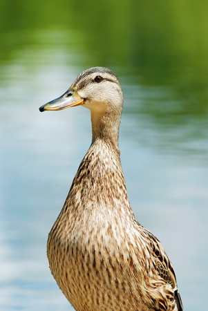 closeup of a wet black duckの写真素材