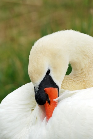 swan closeupの写真素材