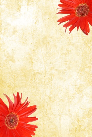 watercolor Paper with red Gerbera Daisiesの写真素材