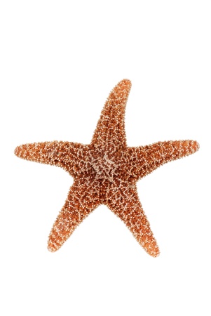 Orange starfishの写真素材