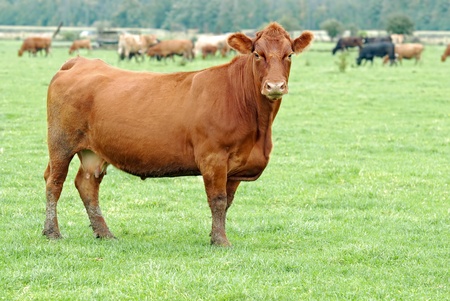 Female brown cowの写真素材