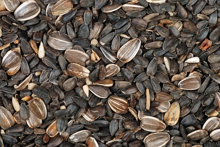 sunflower bird seedsの写真素材