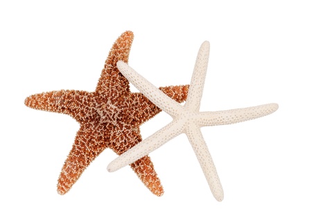 two starfish