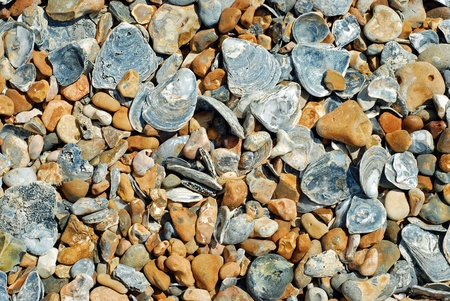 beach stones and shell backgroundの写真素材