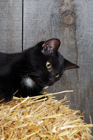 black cat on strawの写真素材