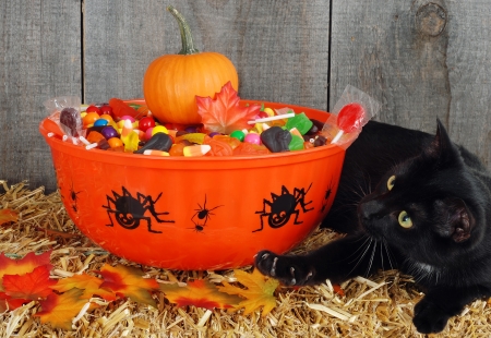 black cat protecting halloween candyの写真素材
